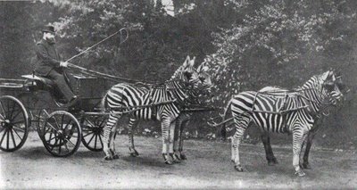 zebra-ride3